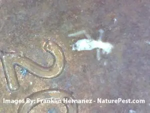 Mold On Plants 3 Aphids on a penny