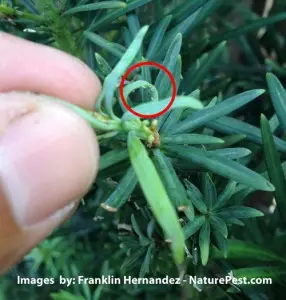 Mold On Plants 1 Aphids on Podocarpus