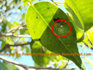 How to get rid of whiteflies 4 How to get rid of whiteflies