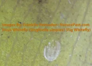 How to get rid of whiteflies 2 Ficus Whitefly (Singhiella simplex) (Fig Whitefly) Molt Casing72 dpi