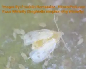 How to get rid of whiteflies 3 Ficus Whitefly (Singhiella simplex) (Fig Whitefly) adult 72 dp1