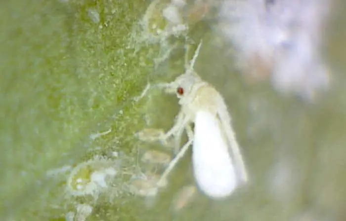 How to get rid of Whiteflies on Duranta 4 Adult Whitefly on Duranta Gold Mound Leaf