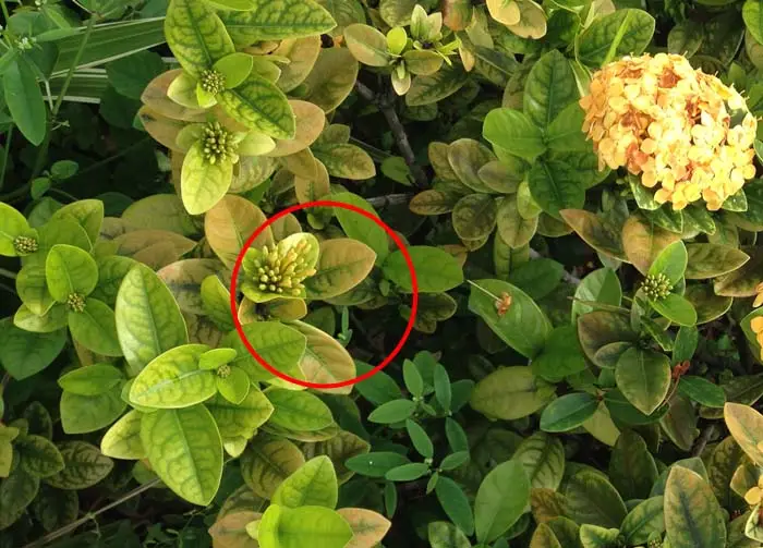 Chlorotic Ixora