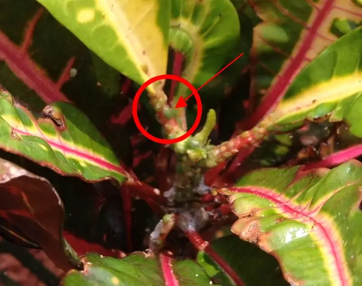 Croton Scale on Croton Leaf Stem