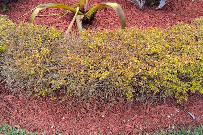 How To Get Rid Of Whiteflies On Duranta