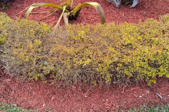Duranta Gold Mound Dieback from pests and desiases