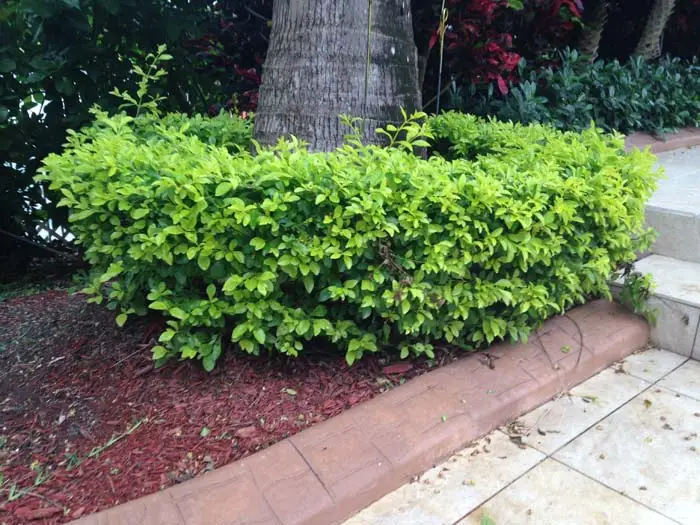 How to get rid of Whiteflies on Duranta 6 Duranta Gold Mound Healthy