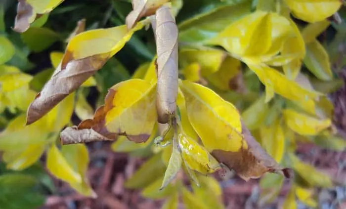 How to get rid of Whiteflies on Duranta 2 Duranta Gold Mound With Anthracnose Disease