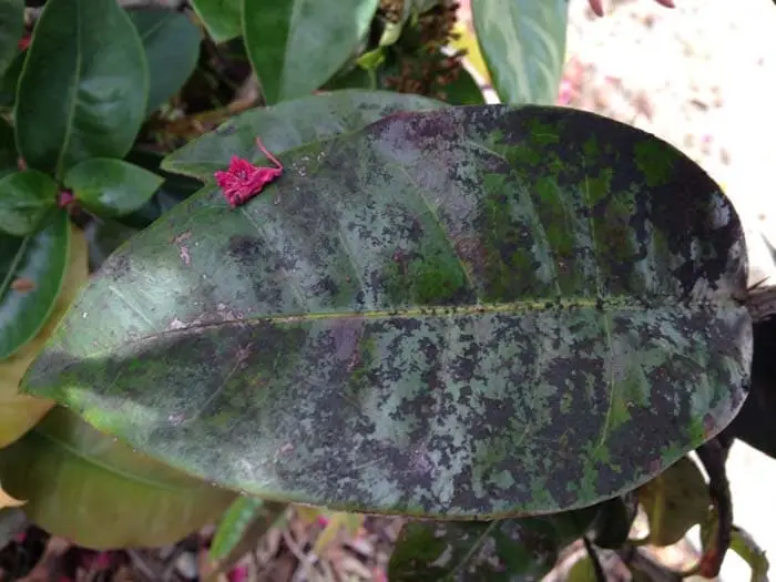 Hey what are those brown spots on Ixora leaves 2 Sooty Mold on Ixora Leaf