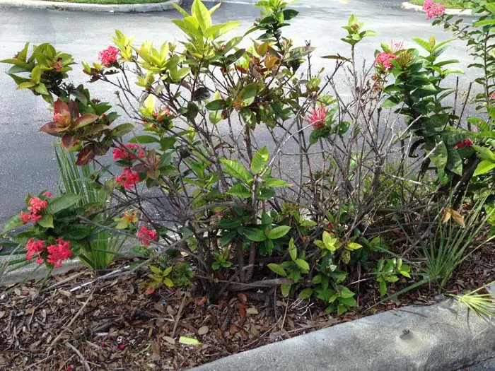 Hey what are those brown spots on Ixora leaves 4 Ixora Hedge Dieback