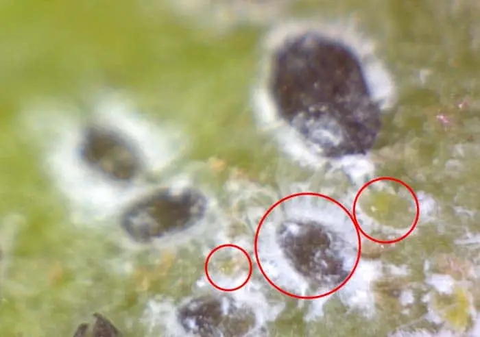 How to get rid of Whiteflies on Duranta 5 Whitefly eggs and nymphs in various stage on duranta erecta