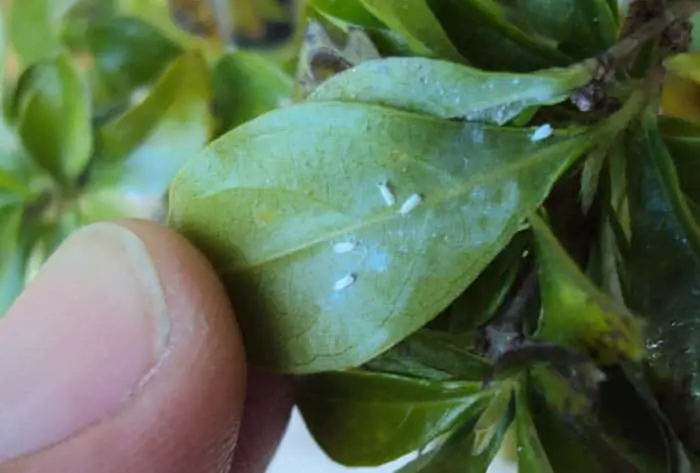 How to get rid of Whiteflies on Duranta 3 Duranta Gold Mound infested with whiteflies