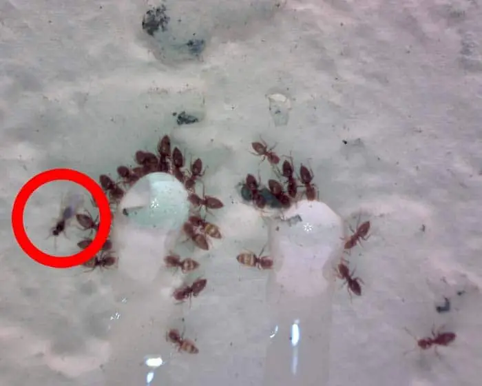 how to control Tawny Crazy Ants with Thiquid