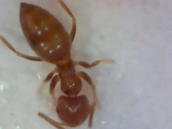 Tawny crazy ant (Nylanderia fulva)