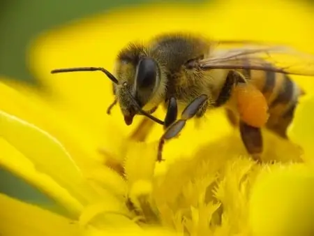 Professionals not responsible for bee colony collapse disorder 33 Professionals not responsible for bee colony collapse disorder