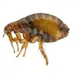 fleas