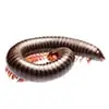 Millipedes