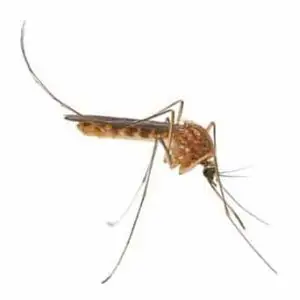 How to get rid of mosquitoes