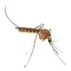 mosquitoes