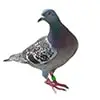 pigeons