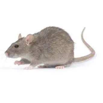 Rat Exterminator Near Me