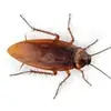 Roaches