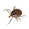 ticks
