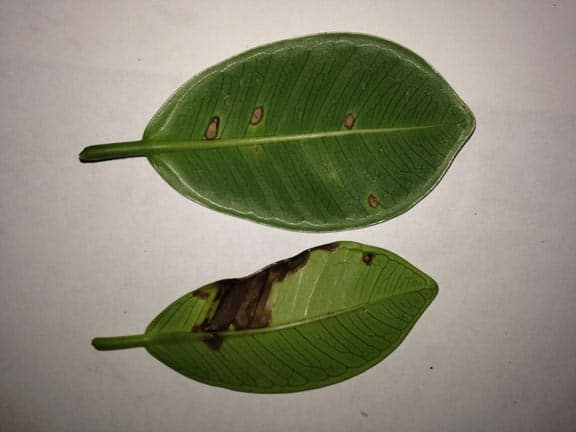 Anthracnose Disease found on Green Island Ficus Ficus microcarpa leaf bottom