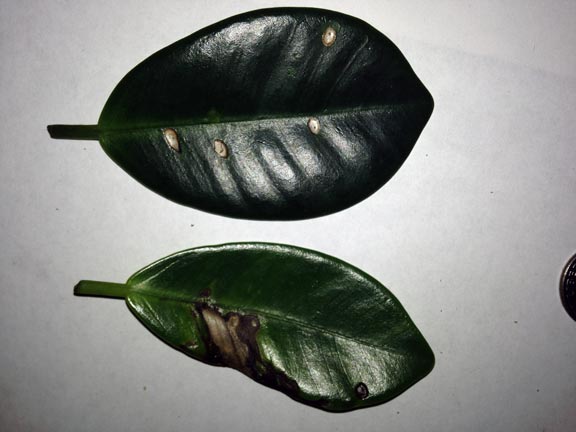 Anthracnose Disease found on Green Island Ficus, Ficus microcarpa