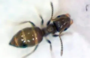 Do Ants Carry Disease that can endanger your health 40 DO Ants Carry Disease