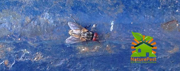 How To Expertly Get Rid Of House Flies In Brentwood?