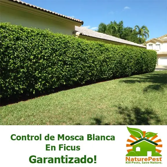mosca blanca