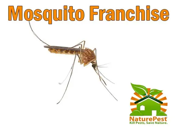 mosquito franchise
