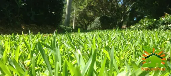 florida grass