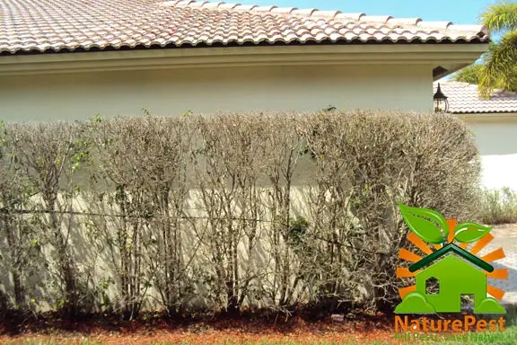 control de mosca blanca en ficus