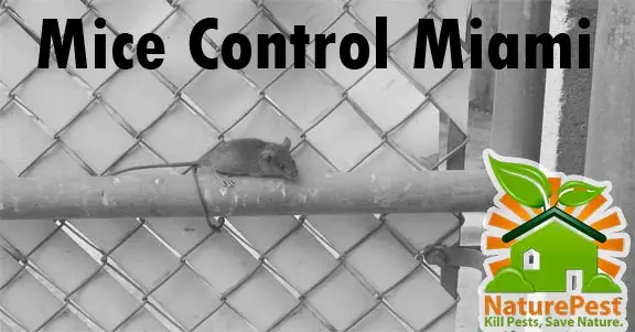 mice control miami