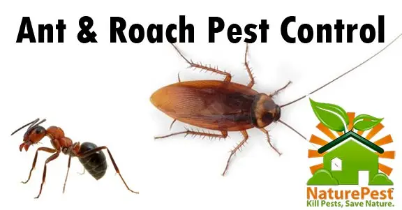 exterminator cost