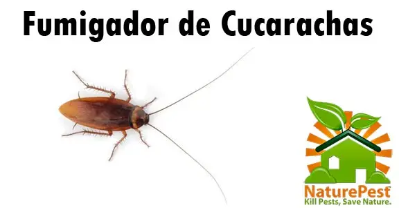 Fumigador de Cucarachas Ecologico En Miami 1 Fumigador de Cucarachas