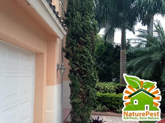 Italian Cypress Insect Pests and Diseases in South Florida