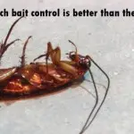 Why slower roach bait control is better than the fast kill sprays. You all have seen the commercials of roach control sprays offering to kill you roaches fast, but in the real world slower is better. Most roach sprays work by killing the roach or insect on contact, but doo very little in the area of control or eliminating the nesting issue, for every roach you kill there is a dozen more being born, spraying is a no win game. Most over the counter aerosol sprays are of a class of insecticides known as pyrethroids which is synthetic or manmade chemical that excites the nervous system of the insect causing paralysis and eventually death. The problem is that though you may have killed one roach directly pyrethrids by nature have a repellency component causing the insects to detect the chemical and hide so although you may feel the rush of killing one insect you can cause an army to retreat for a while, you have won an insignificant battle and you will loose the war. Baits offer a more reliable up to 100% control with IPM, but baits are slow and in an instant download, microwave, drive thru society this is a torturous proposition. This is why in spite of all the science people fall for the false promises of quick results. Why are baits more effective at controlling insects than sprays? Baits work two ways, a primary kill and a secondary kill and it is the latter that is most important. A primary kill is when the insect eats the bait and dies from direct ingestion of the bait similar to the experience with the sprays, but it’s the secondary kill effect that really gets you the control. The first of secondary kill effects ants is trophallaxis Trophallaxis is when bait is transferred from mouth to mouth by the insect. This vitally important for the control of ants but not with cockroaches. Ants and Cockroaches have different biological traits or behaviors and it is in understanding those differences that you achive control. When ants feed on the baist and then regurgitate it for other ants this produces a secondary kill. The secondary kill effect for cockroaches is coprophagy. Coprophagy is when a roach deeds on a roach feces and is probably the most important secondary kill effect for the control of cockroachs. When the cockroach eat the bait it will pass it through the gut in 8 to 12 hours and between 80% and 90% of the active ingredient in the bait is in the feces. Enter in the secondary kill effect, New born cockroach nymphs will feed on cockroach feces and will die from eating contaminated feces with the bait in it. The third secondary kill effect for cockroaches is cannibalism, Or as known in entomology as necrophagy which is the third secondary kill effect. This is a disgusting fact but cockroaches will eat other cockroaches die near them. The live roaches will open up the stomach of the recently departed and eat the stomachs content that contains the undigested active ingredient. The fourth secondary kill effect for cockroaches is emitophagy Another disgusting but vital fact is cockroaches is emitophagy, cockroaches will eat other cockroaches vomit. When the cockroach is affected by the active ingredient in the bait affected the will often hurl. Apparently regurgitated bait is very delightful to roaches.