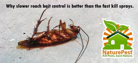 Why slower roach bait control is better than the fast kill sprays. You all have seen the commercials of roach control sprays offering to kill you roaches fast, but in the real world slower is better. Most roach sprays work by killing the roach or insect on contact, but doo very little in the area of control or eliminating the nesting issue, for every roach you kill there is a dozen more being born, spraying is a no win game. Most over the counter aerosol sprays are of a class of insecticides known as pyrethroids which is synthetic or manmade chemical that excites the nervous system of the insect causing paralysis and eventually death. The problem is that though you may have killed one roach directly pyrethrids by nature have a repellency component causing the insects to detect the chemical and hide so although you may feel the rush of killing one insect you can cause an army to retreat for a while, you have won an insignificant battle and you will loose the war. Baits offer a more reliable up to 100% control with IPM, but baits are slow and in an instant download, microwave, drive thru society this is a torturous proposition. This is why in spite of all the science people fall for the false promises of quick results. Why are baits more effective at controlling insects than sprays? Baits work two ways, a primary kill and a secondary kill and it is the latter that is most important. A primary kill is when the insect eats the bait and dies from direct ingestion of the bait similar to the experience with the sprays, but it’s the secondary kill effect that really gets you the control. The first of secondary kill effects ants is trophallaxis Trophallaxis is when bait is transferred from mouth to mouth by the insect. This vitally important for the control of ants but not with cockroaches. Ants and Cockroaches have different biological traits or behaviors and it is in understanding those differences that you achive control. When ants feed on the baist and then regurgitate it for other ants this produces a secondary kill. The secondary kill effect for cockroaches is coprophagy. Coprophagy is when a roach deeds on a roach feces and is probably the most important secondary kill effect for the control of cockroachs. When the cockroach eat the bait it will pass it through the gut in 8 to 12 hours and between 80% and 90% of the active ingredient in the bait is in the feces. Enter in the secondary kill effect, New born cockroach nymphs will feed on cockroach feces and will die from eating contaminated feces with the bait in it. The third secondary kill effect for cockroaches is cannibalism, Or as known in entomology as necrophagy which is the third secondary kill effect. This is a disgusting fact but cockroaches will eat other cockroaches die near them. The live roaches will open up the stomach of the recently departed and eat the stomachs content that contains the undigested active ingredient. The fourth secondary kill effect for cockroaches is emitophagy Another disgusting but vital fact is cockroaches is emitophagy, cockroaches will eat other cockroaches vomit. When the cockroach is affected by the active ingredient in the bait affected the will often hurl. Apparently regurgitated bait is very delightful to roaches.