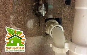 holes in walls pest can enter