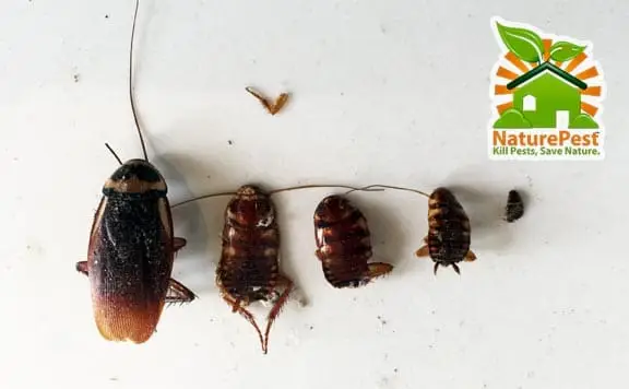 large roaches in many stages of development