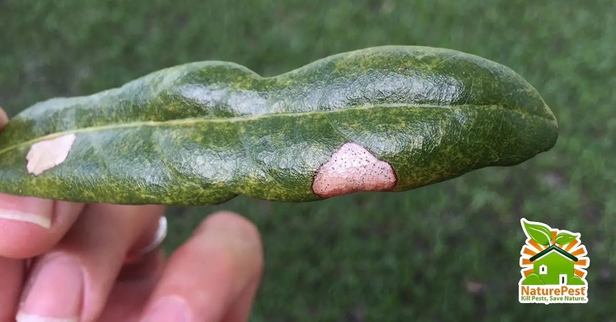 Control of Pests and Disease on Southern Live Oak Quercus virginiana