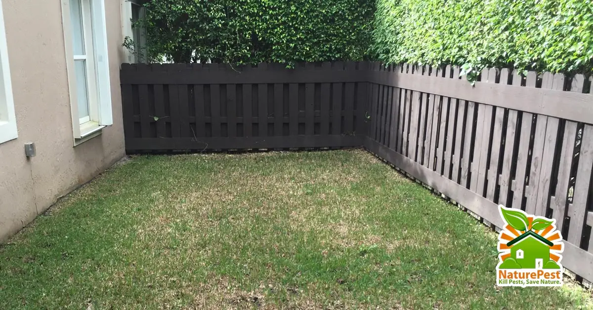 Excessive rains cause fungus root rot damage on lawns