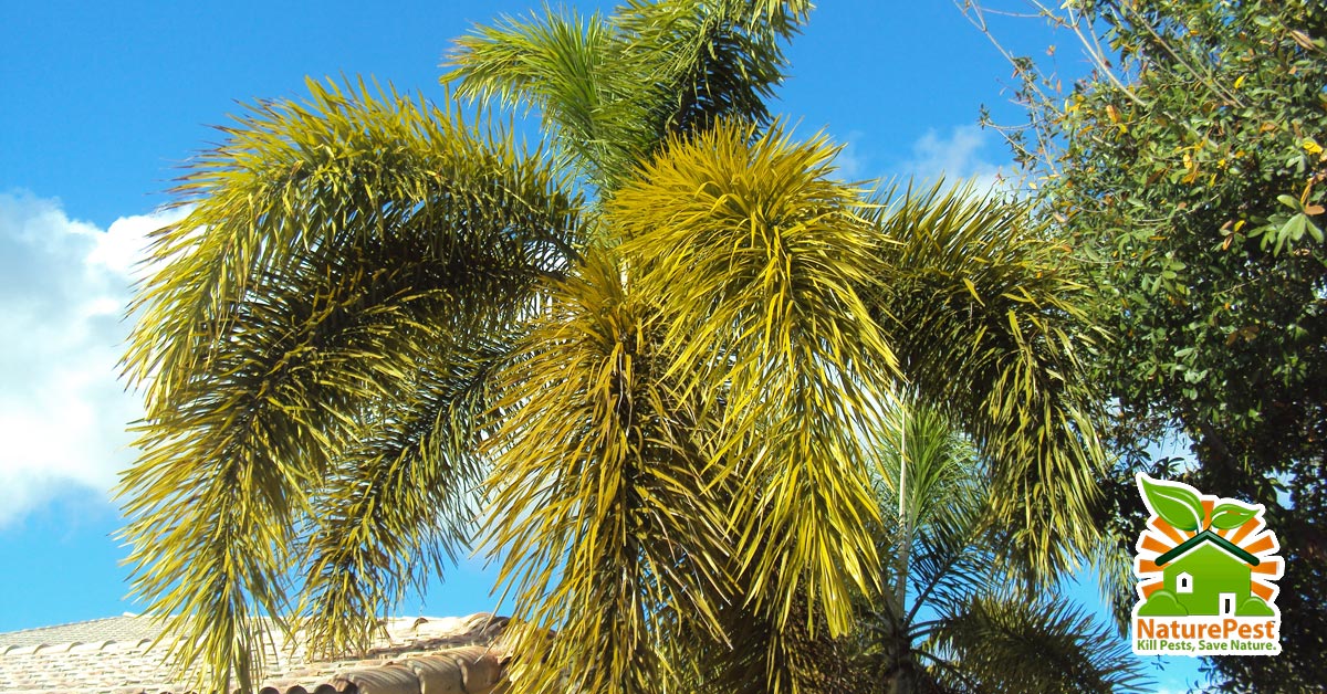 Foxtail Palm Wodyetia Bifurcata Pests Diseases Deficiencies Foxtail Palm Wodyetia Bifurcata Pests Diseases Deficiencies