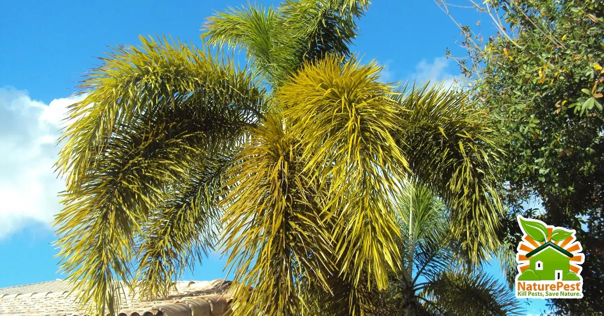 Foxtail Palm (Wodyetia bifurcata) pests diseases deficiencies