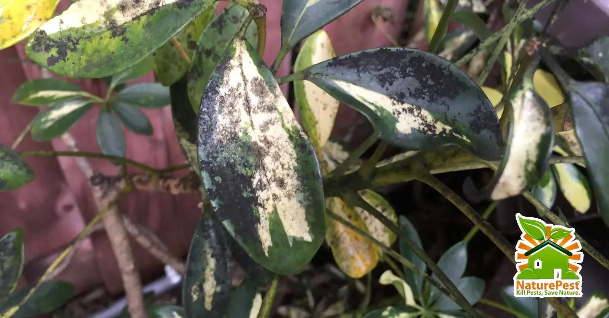 Schefflera Pest and Diseases Control