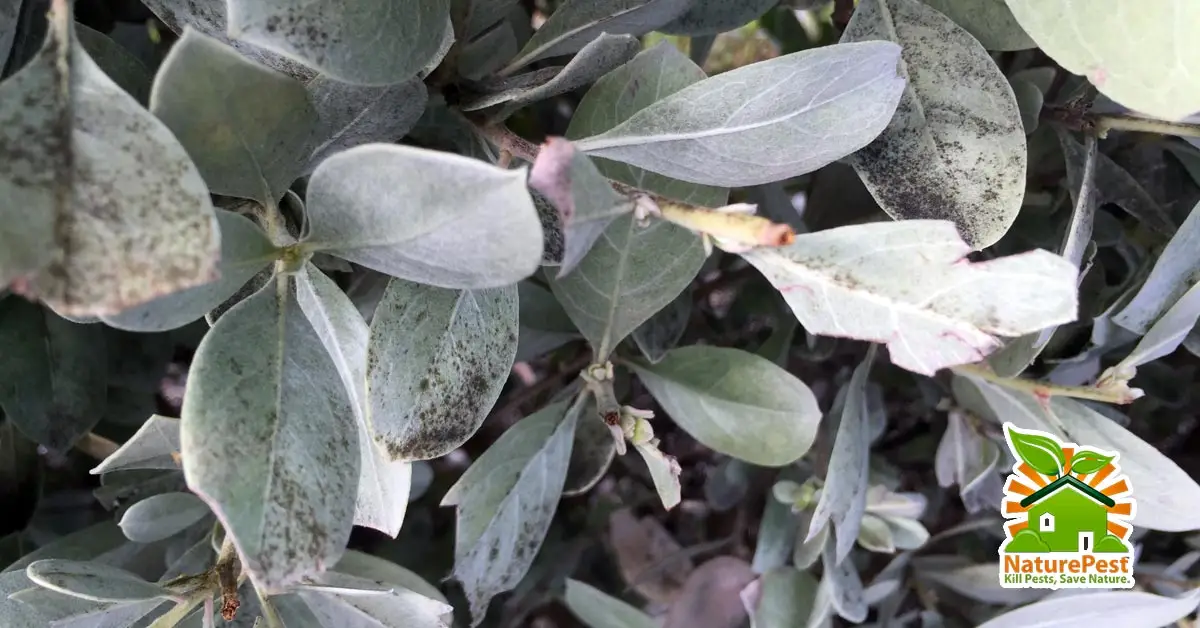 Silver Buttonwood Pests Black Sooty Mold Disease Control