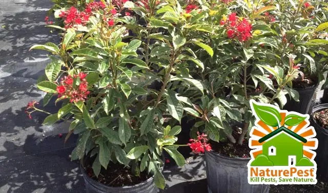 The #1 landscaping secret for a beautiful garden